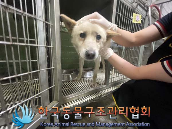 종료(반환) 믹스견…
