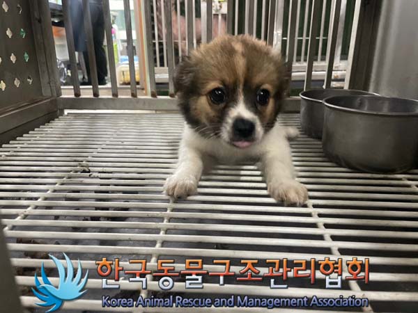 한국동물구조관리협회_411315202400395