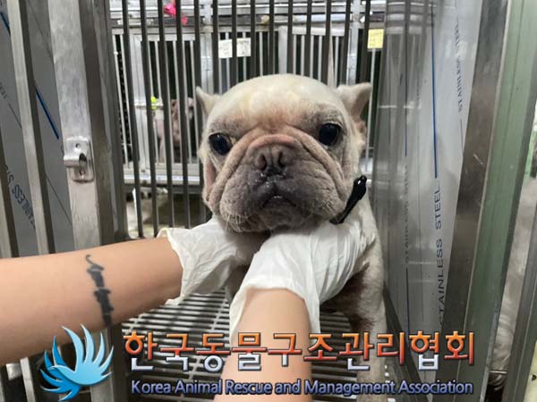 종료(반환) 프렌치…