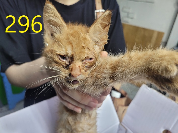 신영재동물병원_428355202400527
