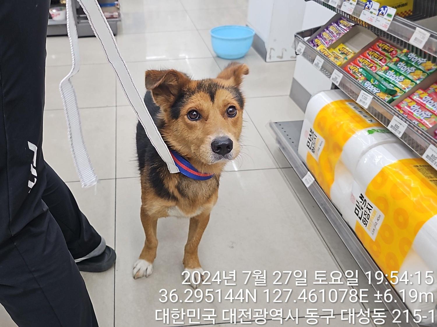 대전동물보호센터_430364202400641