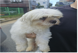 유기동물및관리협회_448535202401027