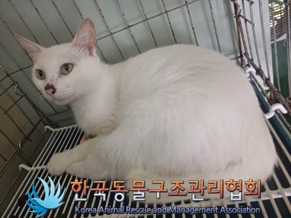 한국동물구조관리협회_411317202400241