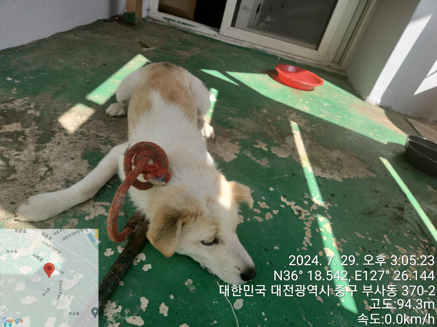 대전동물보호센터_430365202400337