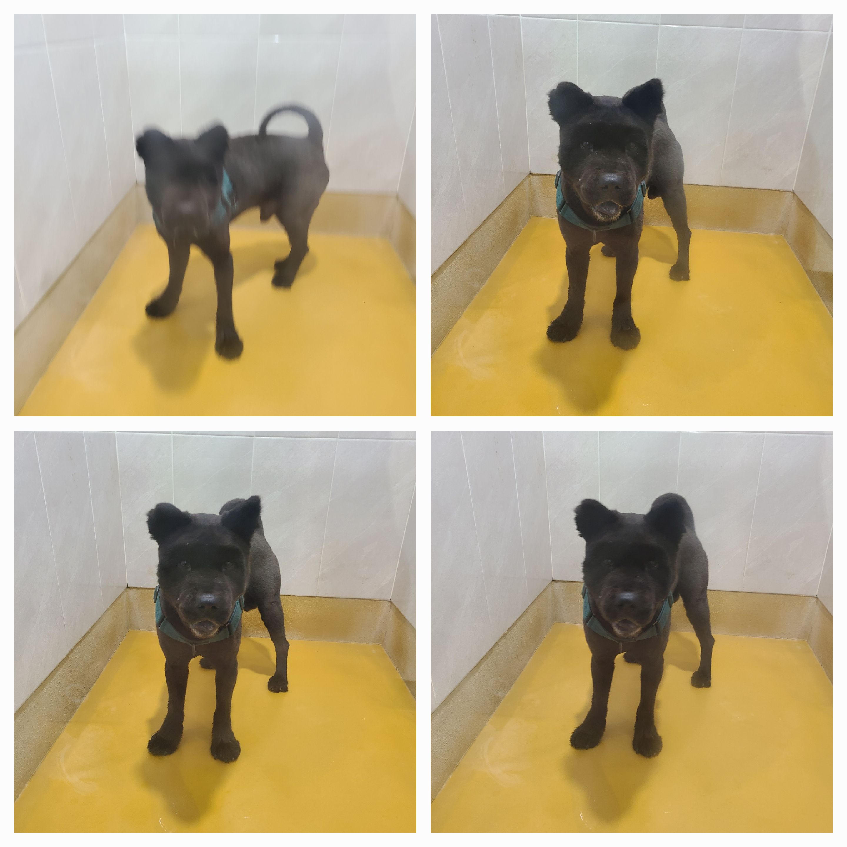 천안시 동물보호센터_444449202401515