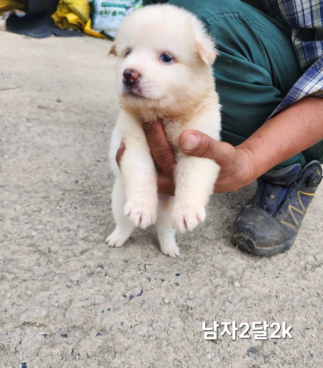 옥천동물병원_443443202400610