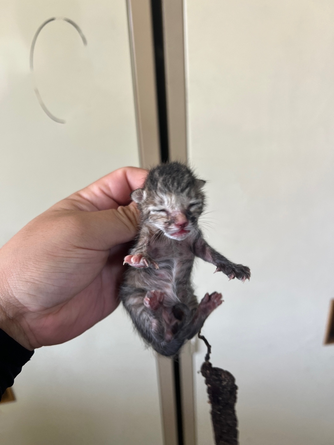 부산동물보호센터_426325202400294