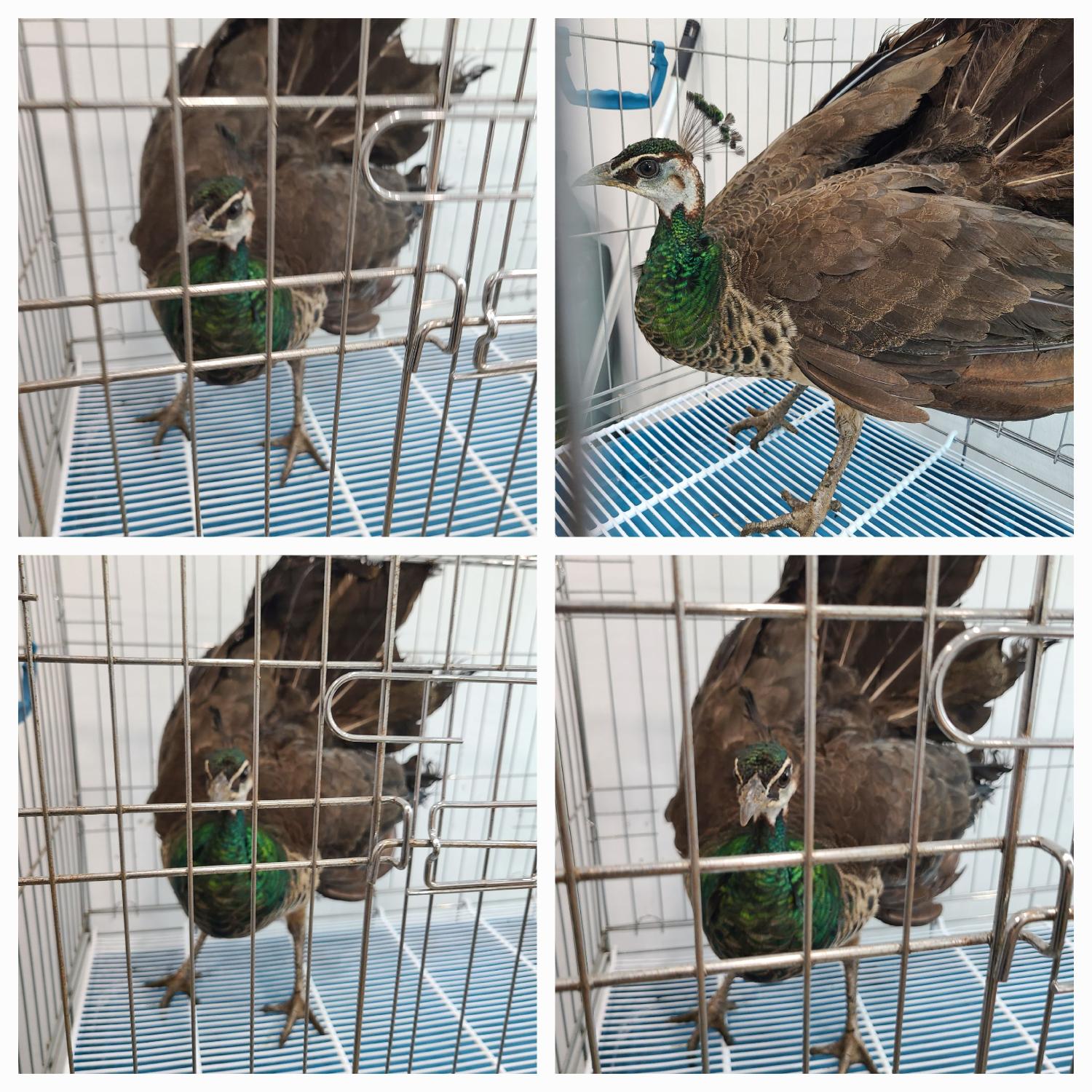 천안시 동물보호센터_444449202401516