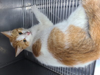 동부유기동물보호협회_426333202400550