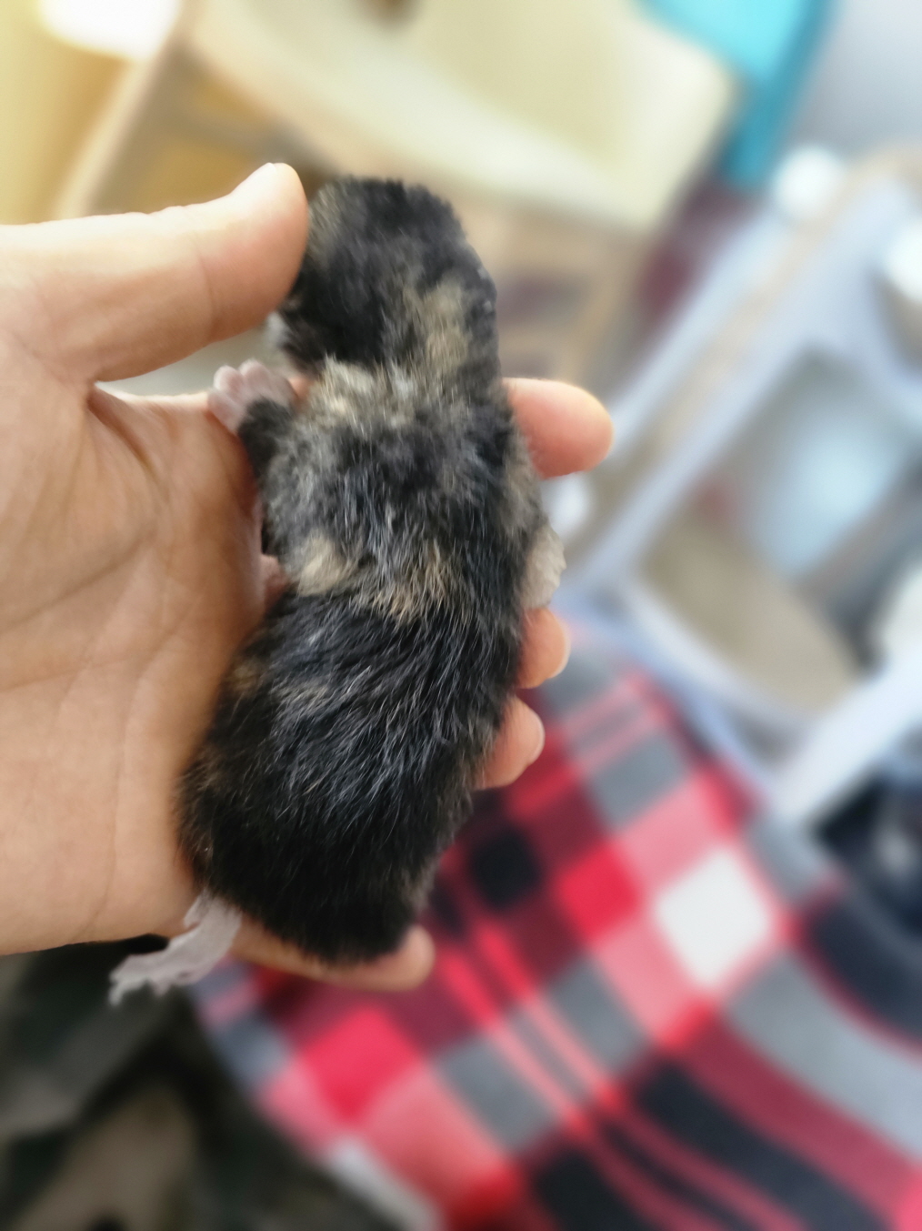 보호중 믹스묘의 가…