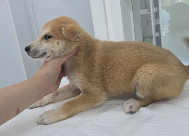 담양군 동물보호센터_446485202400700