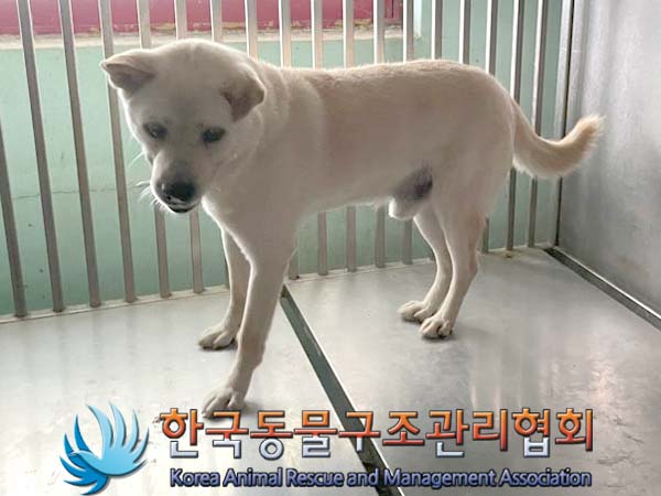한국동물구조관리협회_441404202400388