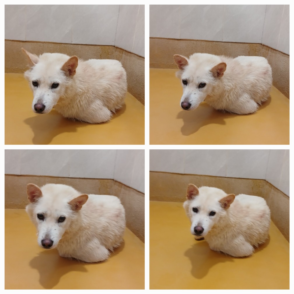 천안시 동물보호센터_444449202401486
