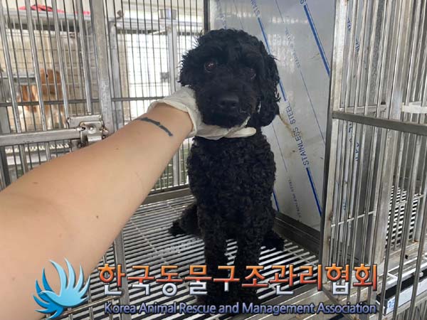 한국동물구조관리협회_441382202400630