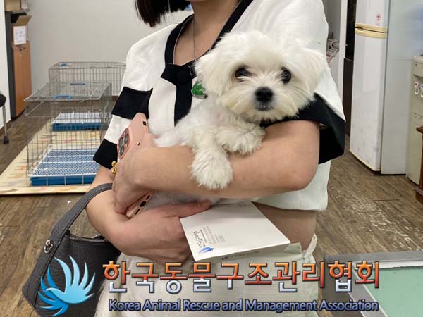 종료(반환) 말티즈…