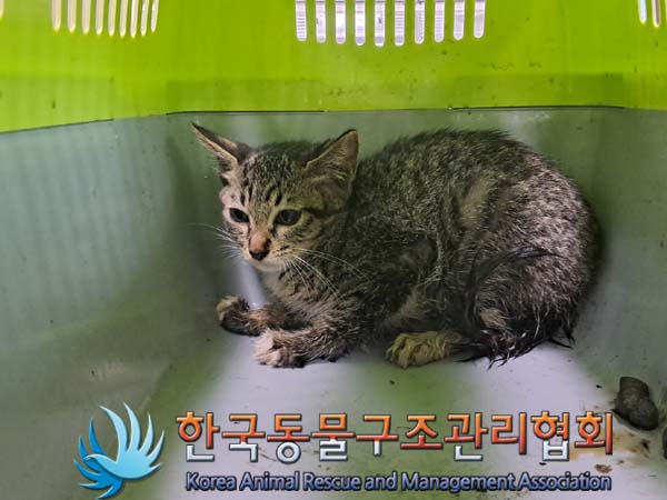 한국동물구조관리협회_411304202400393
