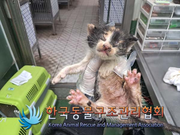 한국동물구조관리협회_441406202401306