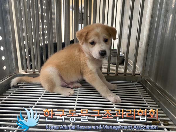 한국동물구조관리협회_441414202400587
