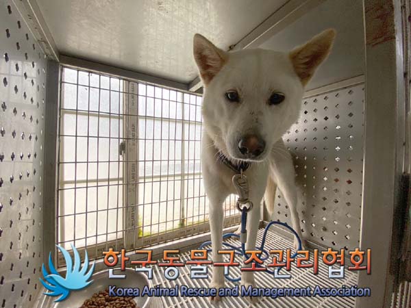 보호중 진도견의 가…