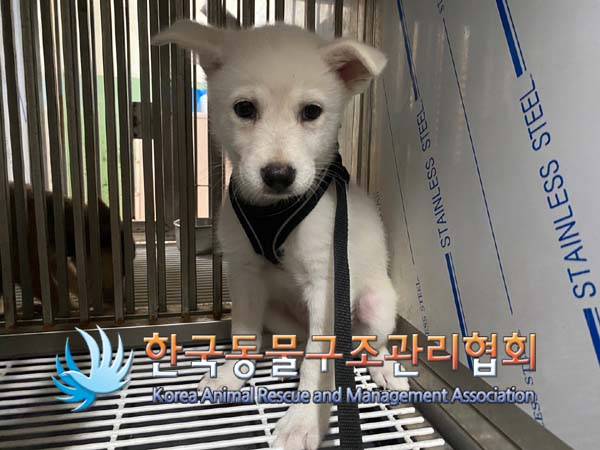 종료(자연사) 믹스…