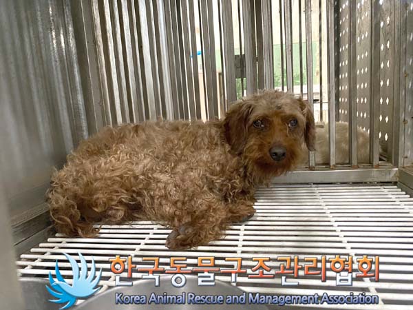 한국동물구조관리협회_441559202400873