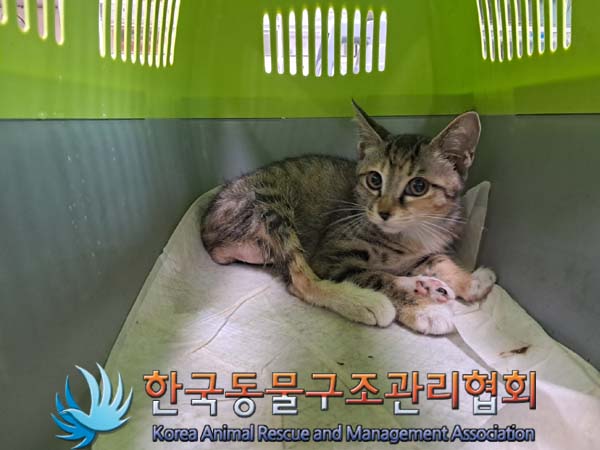 한국동물구조관리협회_441409202401134