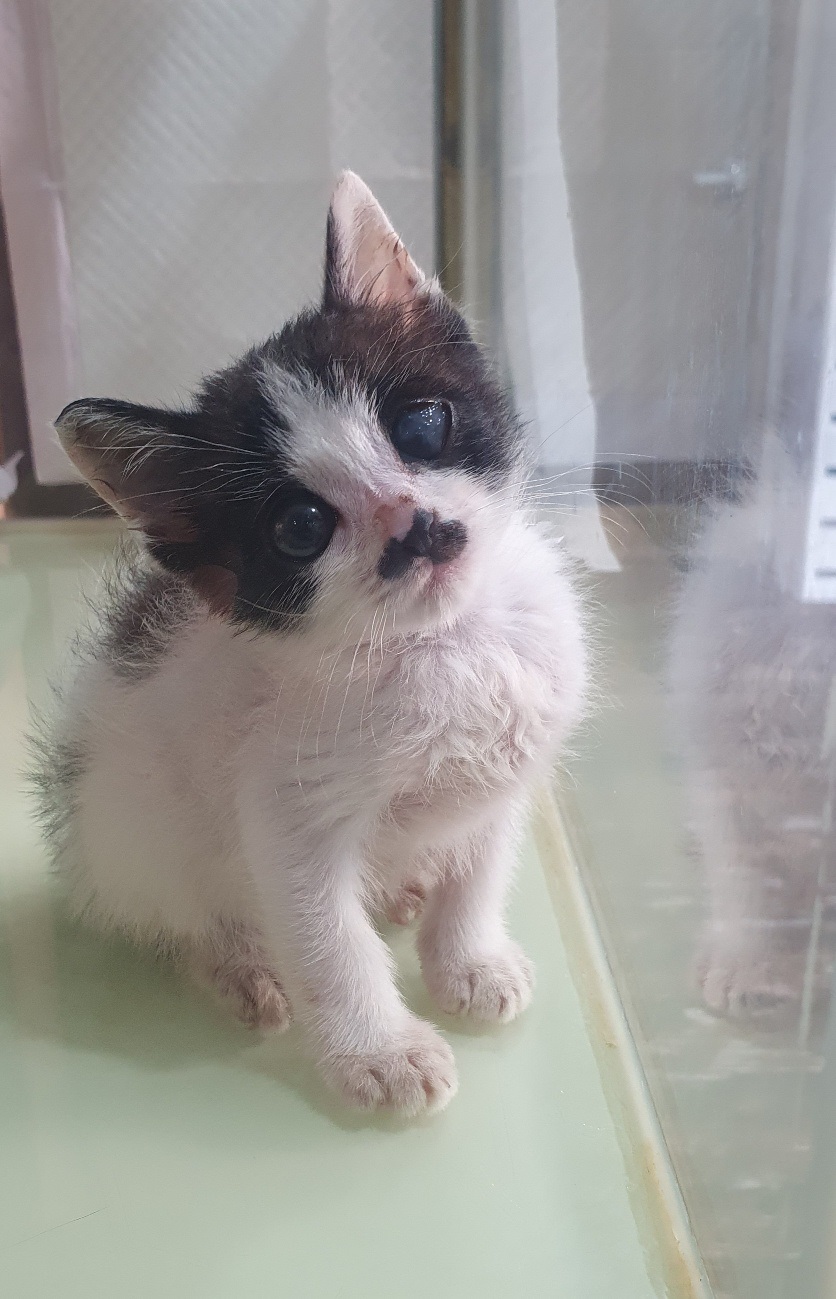 보호중 한국 고양이…