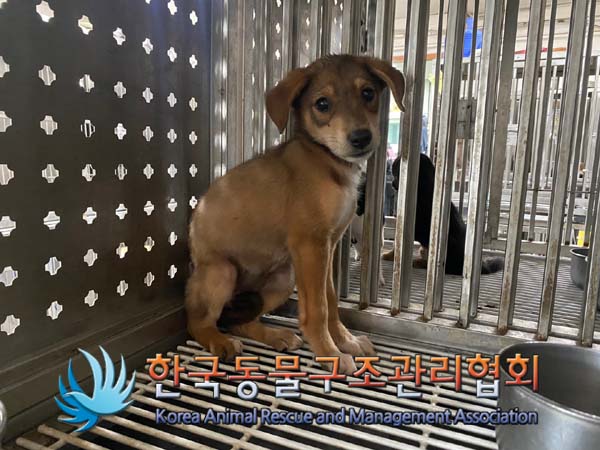 보호중 믹스견의 가…