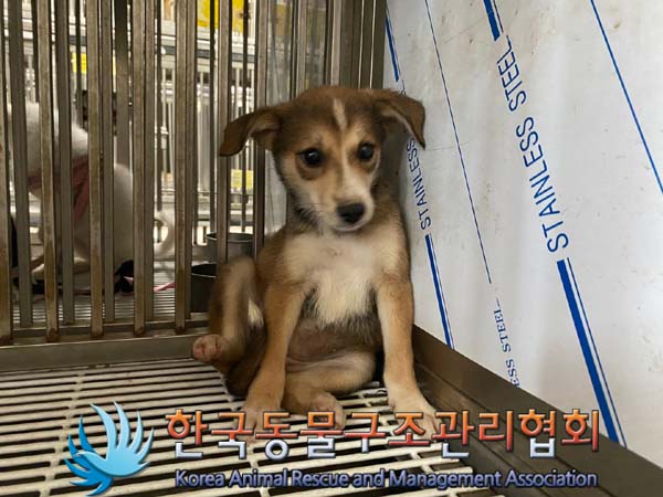 한국동물구조관리협회_441560202400824