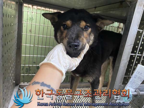 한국동물구조관리협회_441406202401304