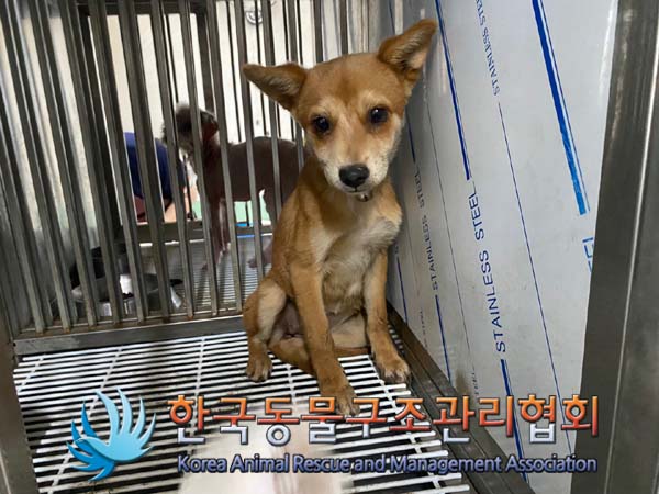 한국동물구조관리협회_441406202401302