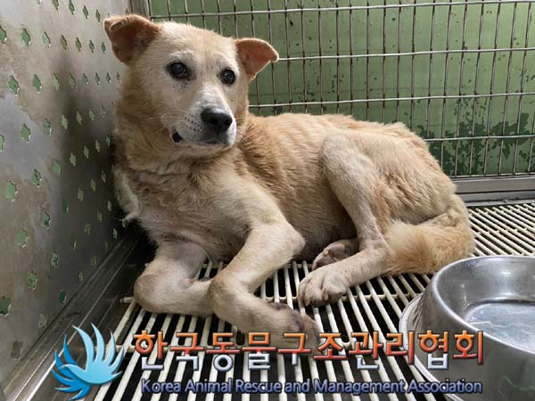 한국동물구조관리협회_441414202400589