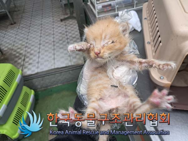 한국동물구조관리협회_441560202400825