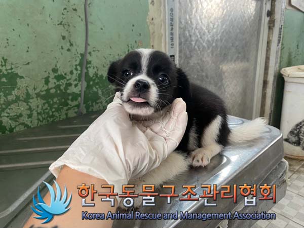 한국동물구조관리협회_441406202401309