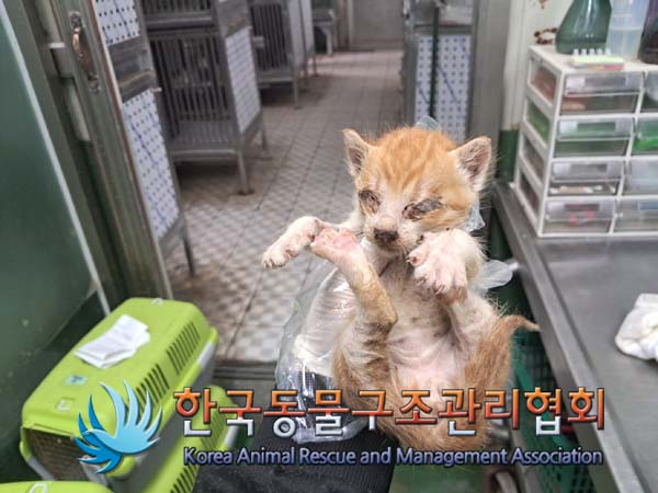 한국동물구조관리협회_441406202401305