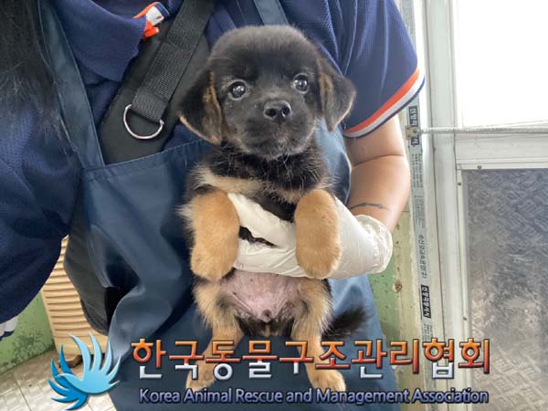 종료(자연사) 믹스…