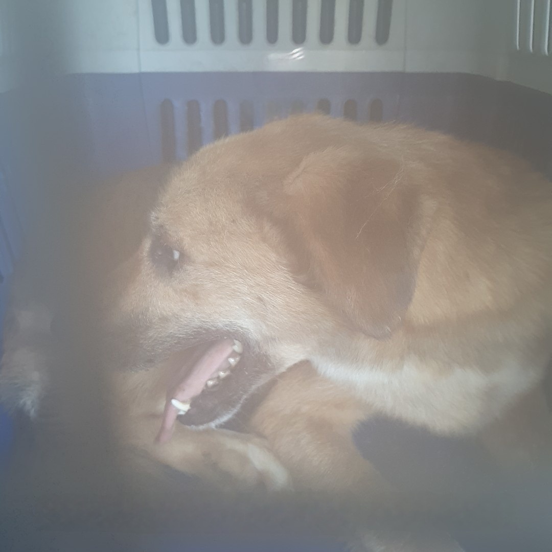 울산유기동물보호센터_431372202400397