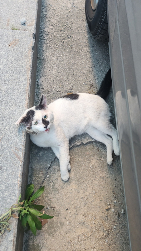 익산유기동물보호소_445468202402066