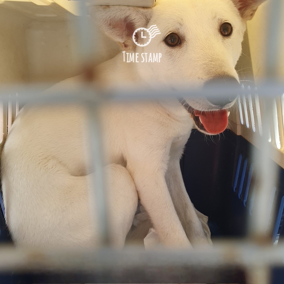 울산유기동물보호센터_431372202400400