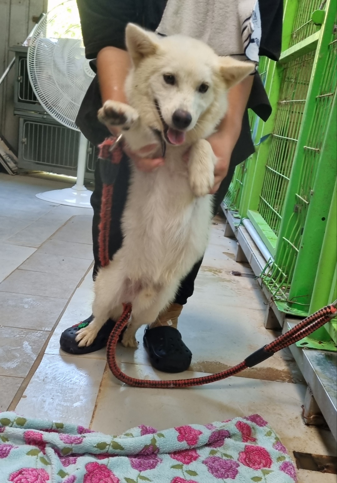 울산유기동물보호센터_431373202401037