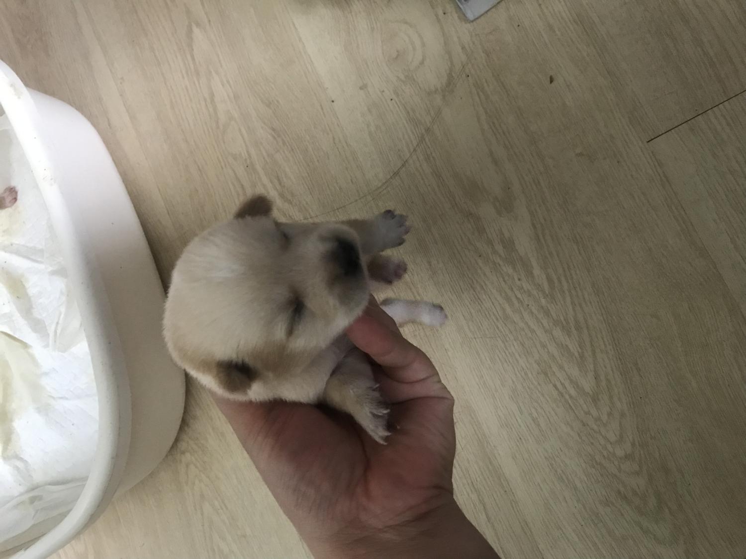 영광동물보호센터_446497202400237