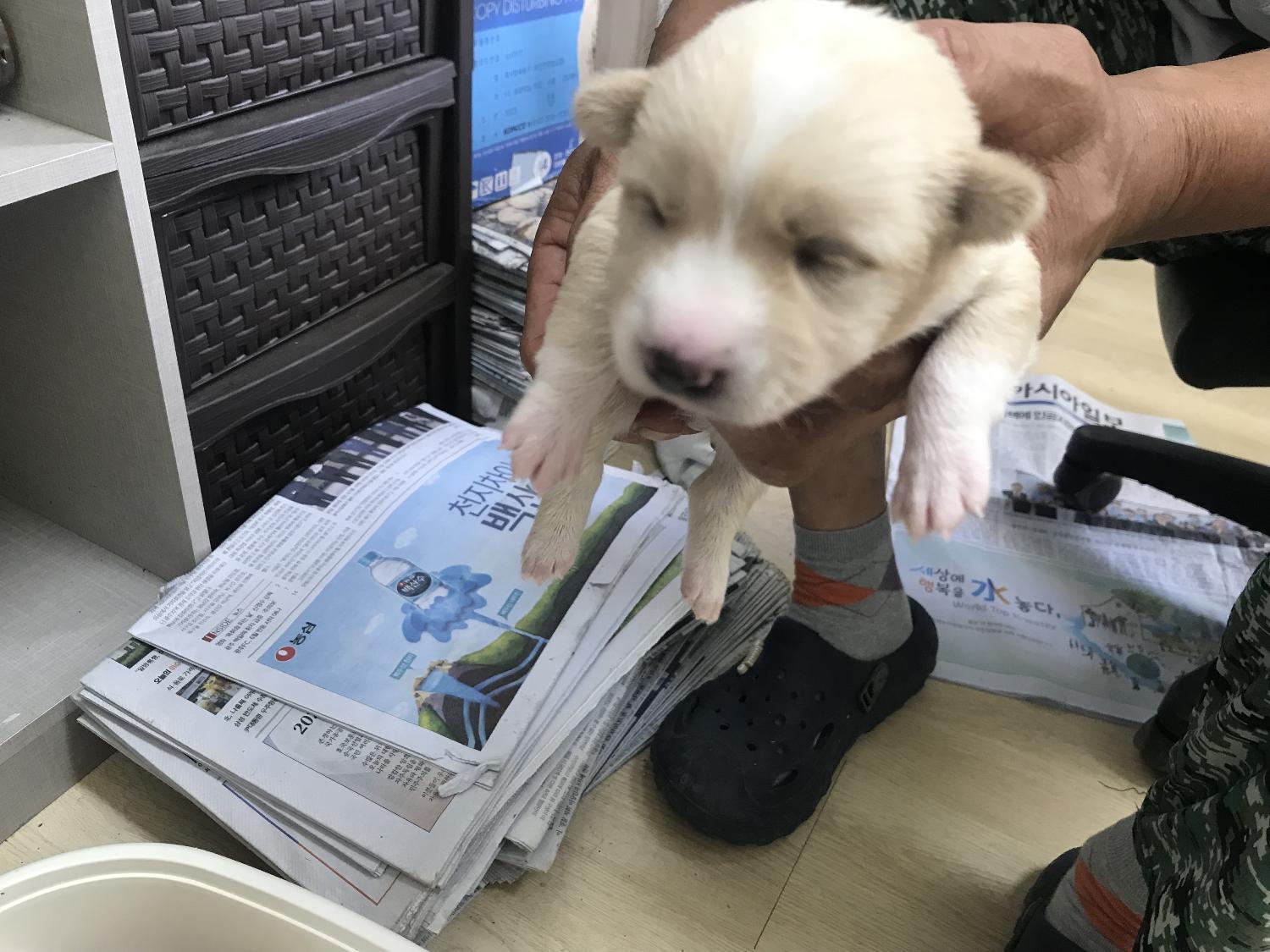 보호중 믹스견의 가…