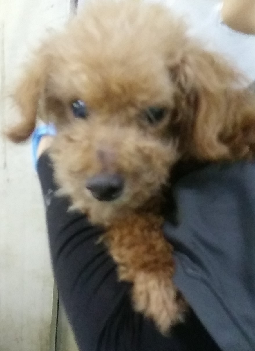 종료(자연사) 푸들…