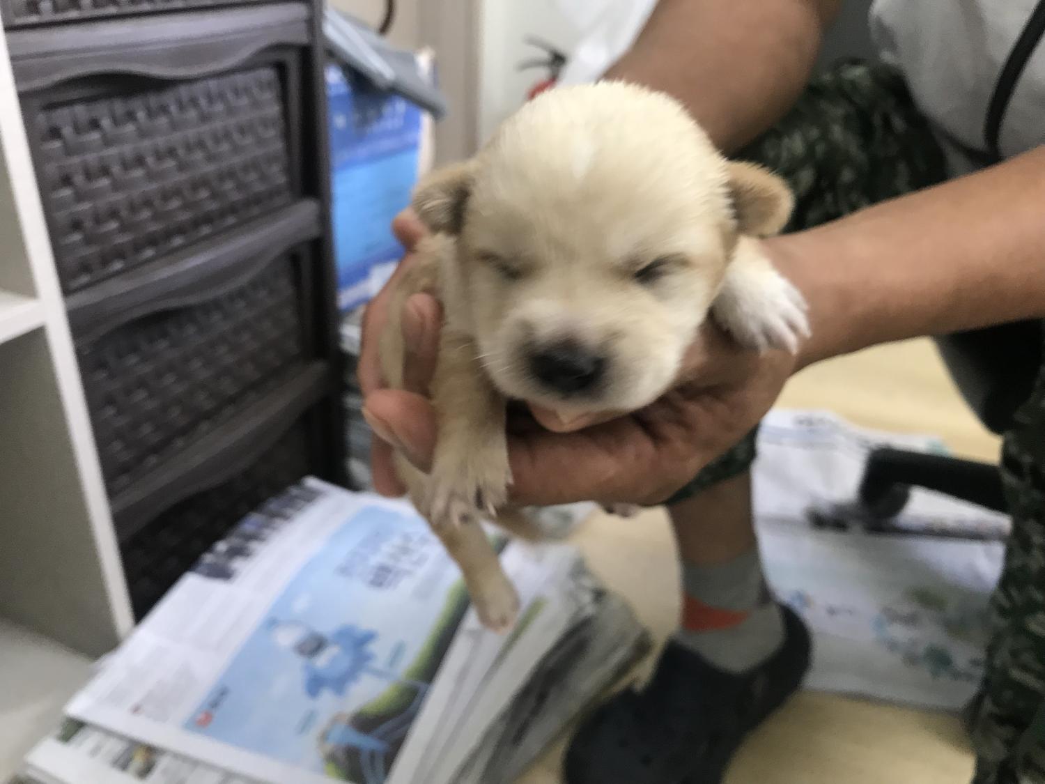 영광동물보호센터_446497202400239
