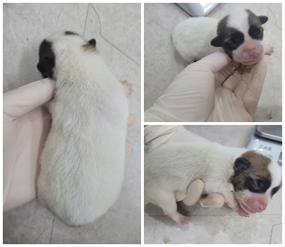 논산시 동물보호센터_444454202400686