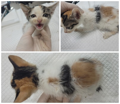 논산시 동물보호센터_444454202400690