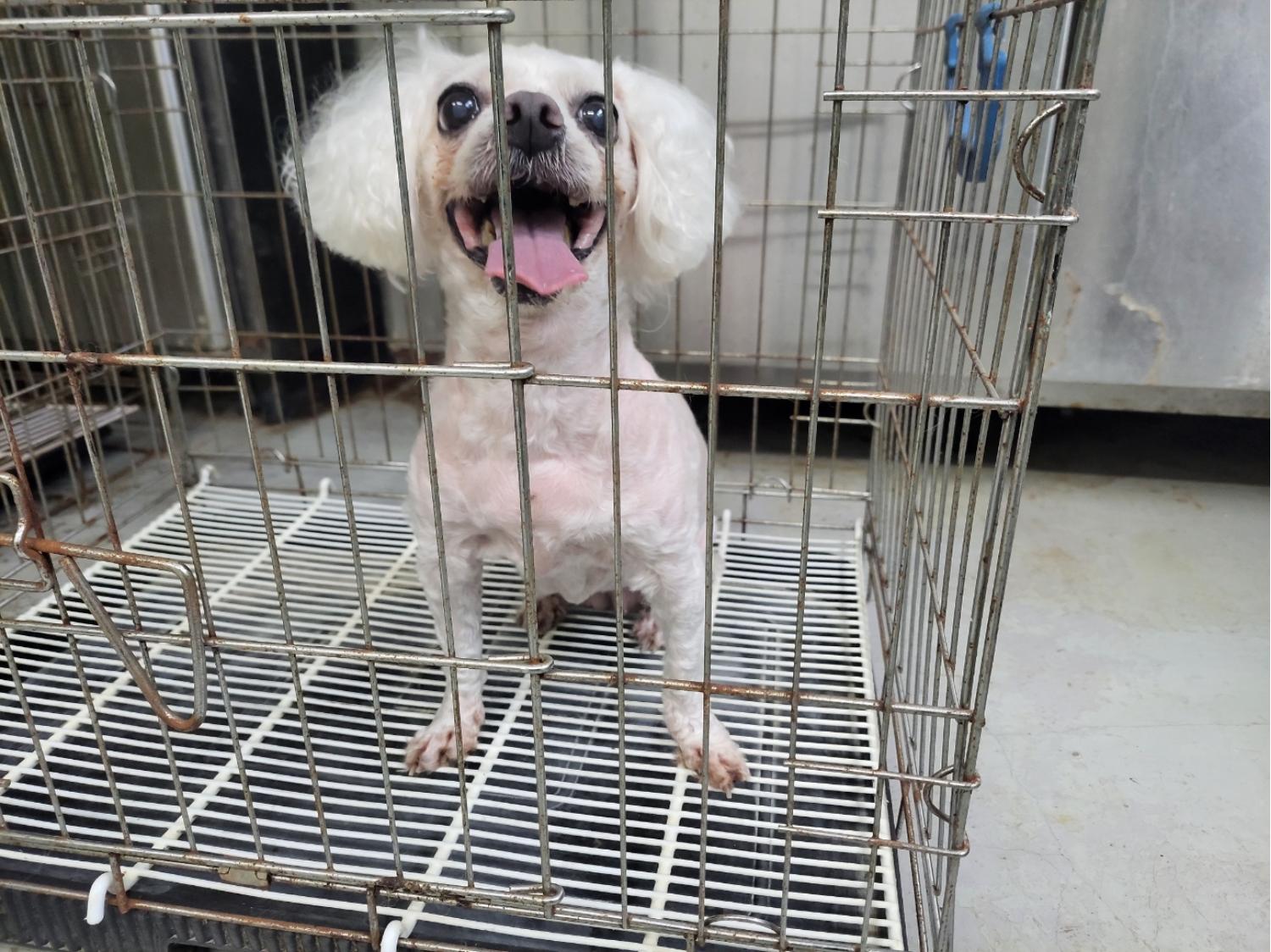 고양시동물보호센터_441394202401629