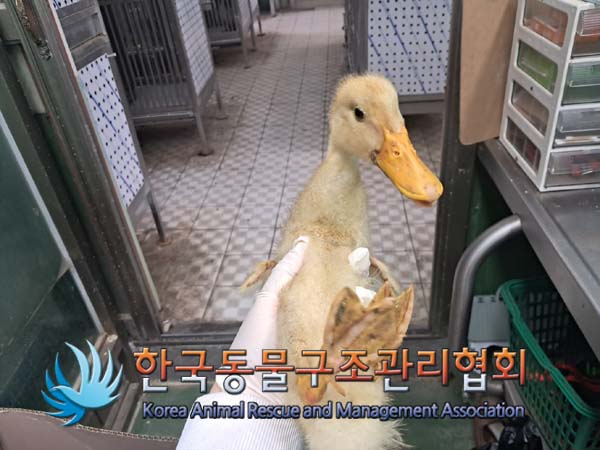 한국동물구조관리협회_411306202400611
