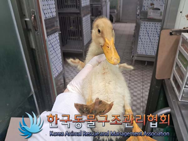 한국동물구조관리협회_411306202400613