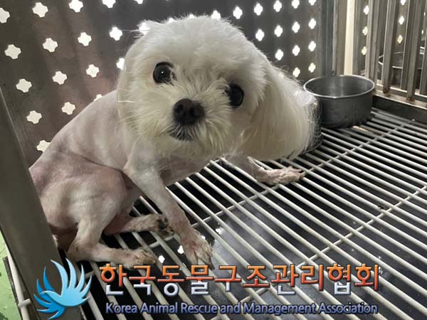 한국동물구조관리협회_441398202400280